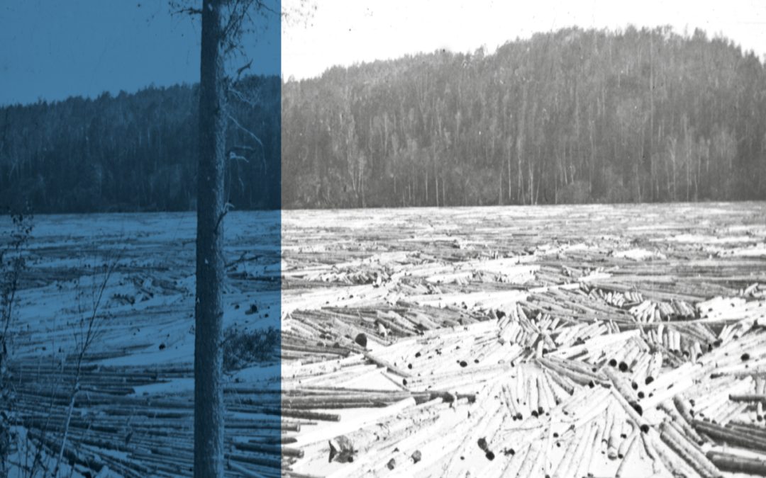 Saguenayensia, Volume 66, no 01, 2025D&rsquo;eau et de bois. Nature du Saguenay-Lac-Saint-Jean